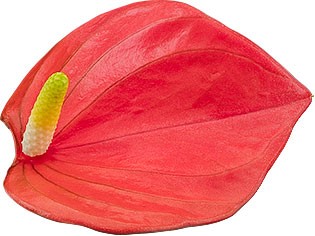 bloemgrootte: 1001597