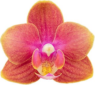 bloemgrootte: 4