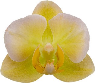 bloemgrootte: 4,5