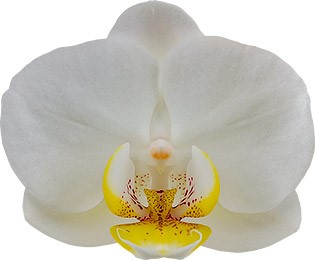bloemgrootte: 5