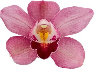 bloemgrootte: 8697