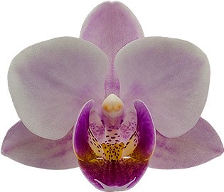 bloemgrootte: 4