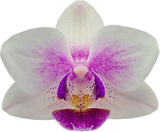 bloemgrootte: 4