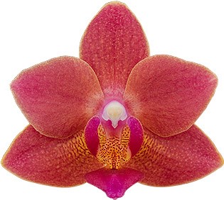 bloemgrootte: 235615