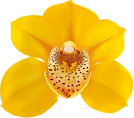 bloemgrootte: 8507