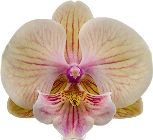 bloemgrootte: 314951