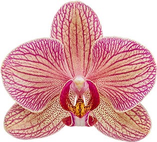 bloemgrootte: 312440