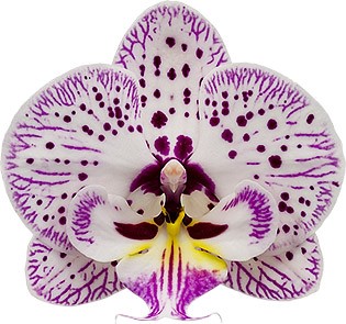 bloemgrootte: 315091