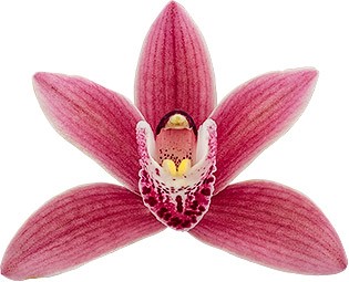 bloemgrootte: 7958