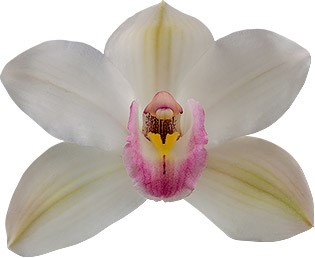 bloemgrootte: 8466
