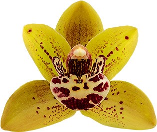 bloemgrootte: 18255