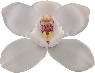 bloemgrootte: 8624