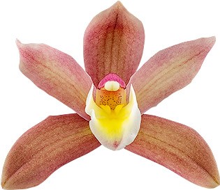 bloemgrootte: 8629