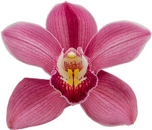 bloemgrootte: 8657