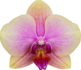 bloemgrootte: 312549