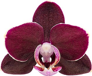 bloemgrootte: 215550