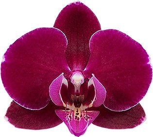 bloemgrootte: 335640