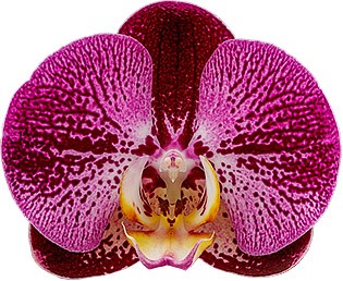 bloemgrootte: 314169