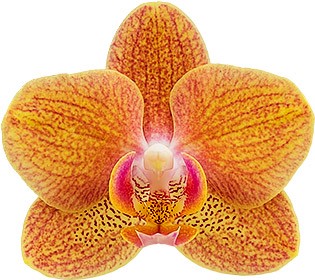 bloemgrootte: 5,5