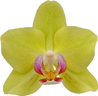 bloemgrootte: 253350