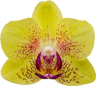 bloemgrootte: 4,5