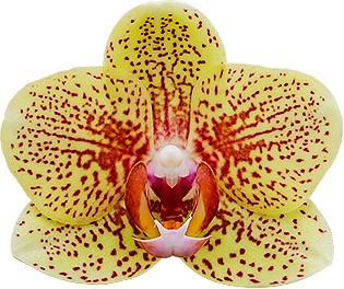 bloemgrootte: 214939
