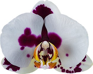 bloemgrootte: 9