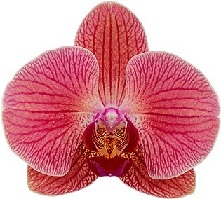 bloemgrootte: 312930 