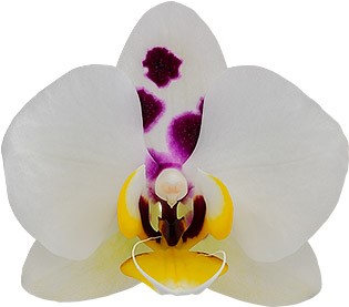 bloemgrootte: 1006550