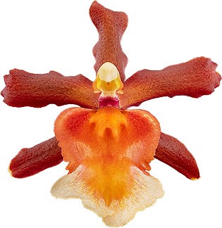 bloemgrootte: 64133