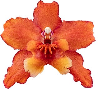 bloemgrootte: 64171