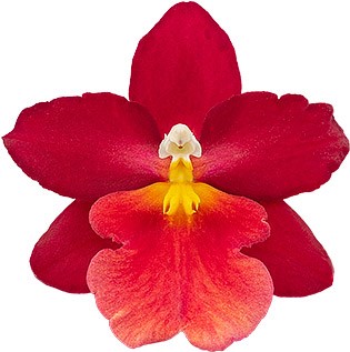 bloemgrootte: 64185