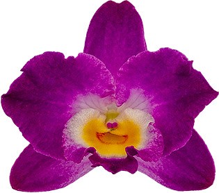 bloemgrootte: 0