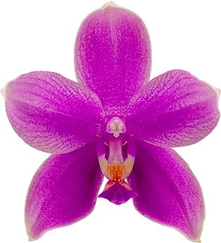 bloemgrootte: 1007968