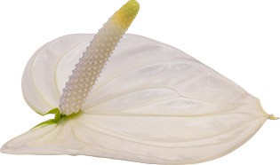 bloemgrootte: 1001589 