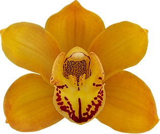 bloemgrootte: 8710