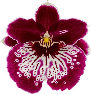 bloemgrootte: 6732