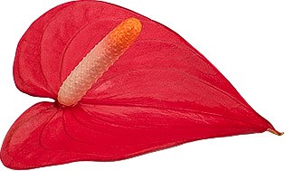 bloemgrootte: 1001585