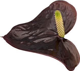 bloemgrootte: 1001243