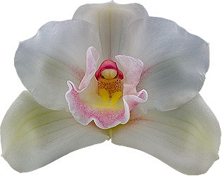 bloemgrootte: 8313