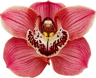bloemgrootte: 8498