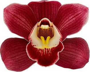 bloemgrootte: 8633