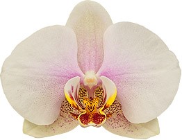 bloemgrootte: 314020 