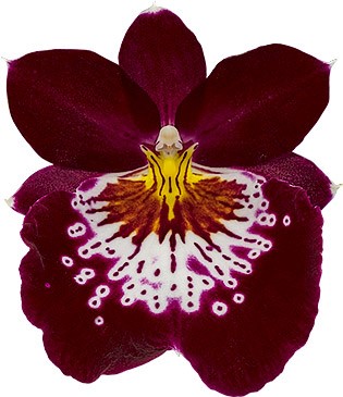 bloemgrootte: 17503