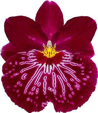 bloemgrootte: 17513