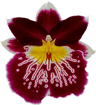 bloemgrootte: 73004