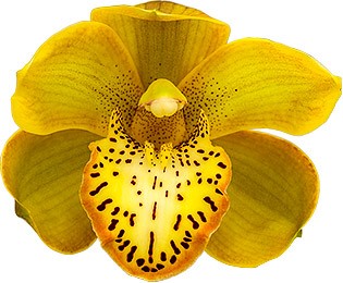 bloemgrootte: 8451