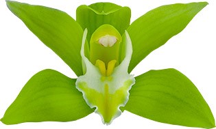 bloemgrootte: 8626