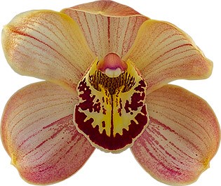 bloemgrootte: 8675
