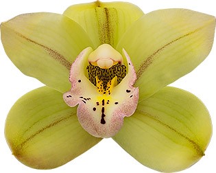 bloemgrootte: 8497